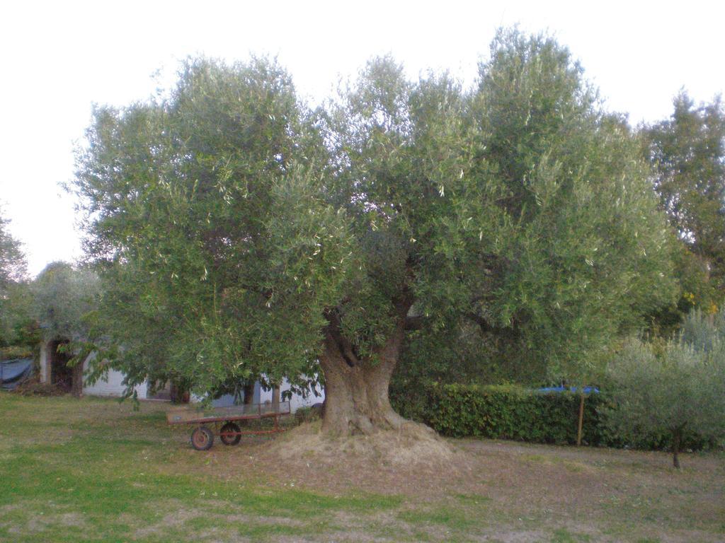 Trecentolivi B&b Montignano Exterior foto